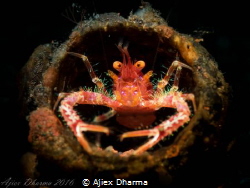 Cheking around by Ajiex Dharma 
